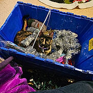 Priestess joined the competition — help win amazing prizes! abyssinian, accessories, alloywheel, animal, bed, box, canine, car, carriage, cat, couch, crate, dog, furniture, kitten, person, pet, purple, transportation, vehicle