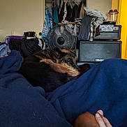 Bear is registered to the contest to win money with this photo: accessories, animal, bag, bed, bedroom, canine, computerhardware, couch, dog, electronics, furniture, handbag, hardware, indoors, monitor, person, pet, room, screen, speaker