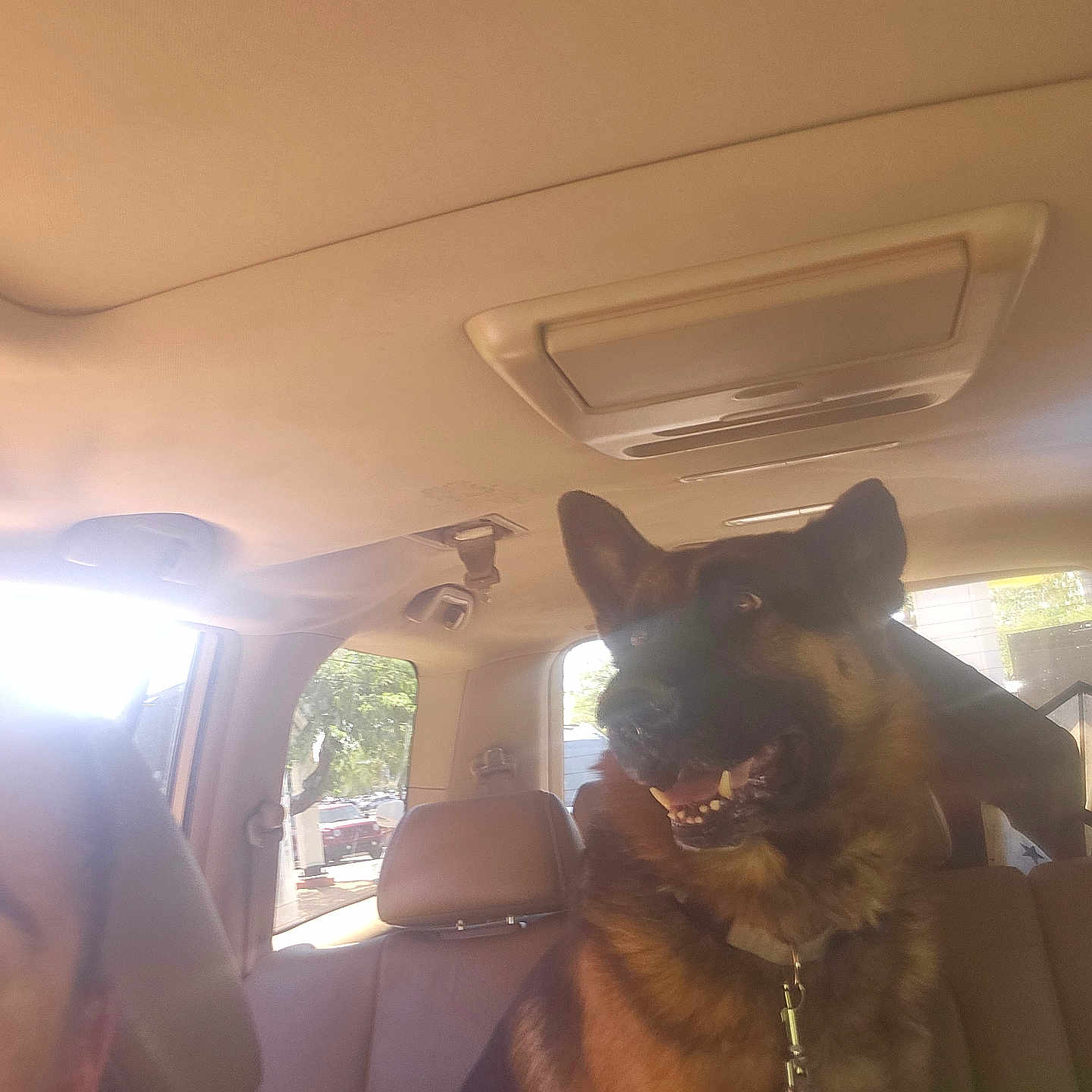 Bear joined the competition — help win amazing prizes! adult, animal, baseballcap, canine, car, chair, cushion, dog, furniture, germanshepherd, headrest, homedecor, male, man, person, pet, policedog, puppy, transportation, vehicle