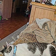 Ivan is registered to the contest to win money with this photo: animal, appliance, bed, bedroom, blanket, cat, device, dormroom, electricaldevice, furniture, hardwood, homedecor, indoors, interiordesign, microwave, oven, pet, room, stainedwood, wood