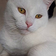 Aya a rejoint le concours — aidez-le/la à gagner de superbes lots ! cat, white_cat, feline, pet, close_up, portrait, whiskers, yellow_eyes, pink_nose, ears, paw, white_fur, indoor, sofa, furniture, phone_screenshot, status_bar, navigation_bar, relaxed, curious