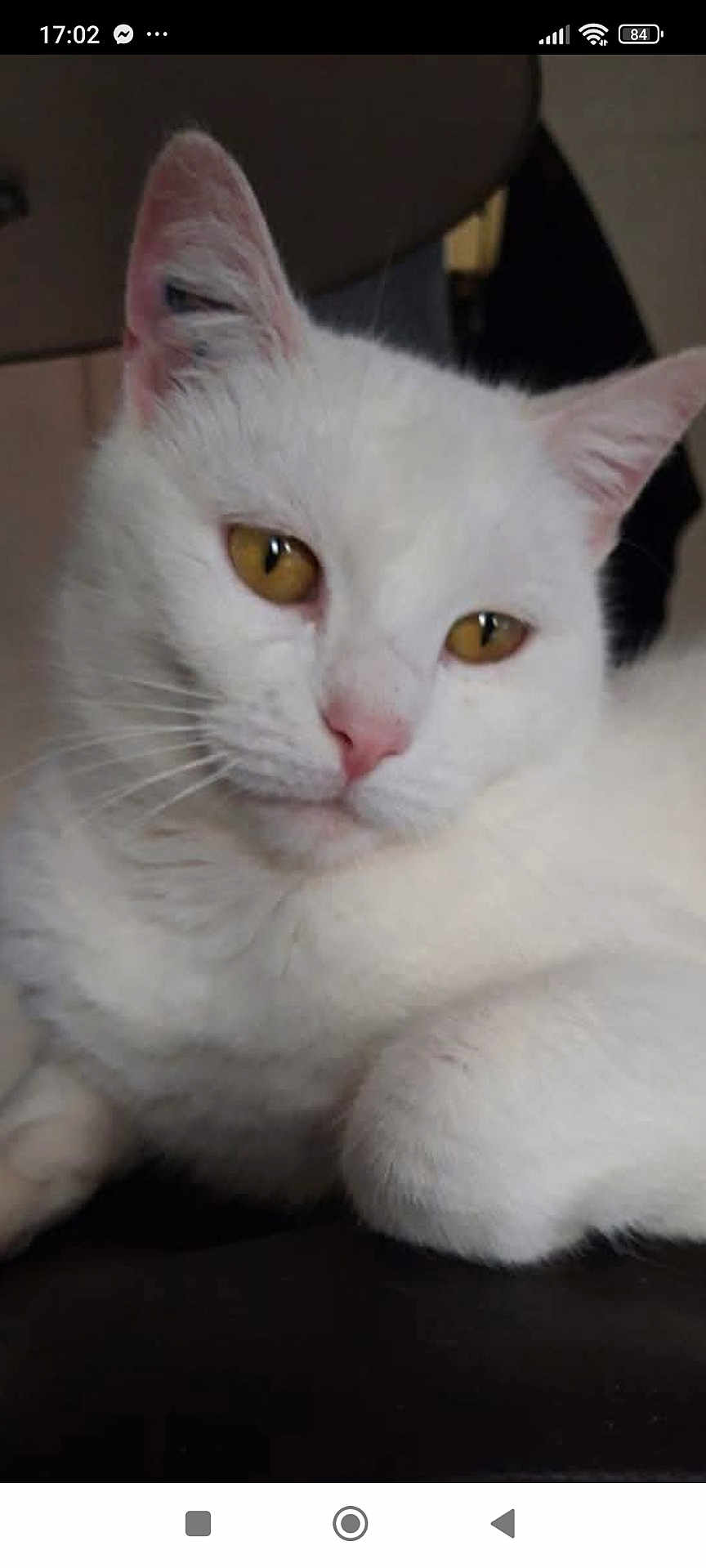 Aya a rejoint le concours — aidez-le/la à gagner de superbes lots ! cat, white_cat, feline, pet, close_up, portrait, whiskers, yellow_eyes, pink_nose, ears, paw, white_fur, indoor, sofa, furniture, phone_screenshot, status_bar, navigation_bar, relaxed, curious