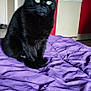 black_cat, cat, pet, purple_blanket, blanket, bed, indoor, kitchen, microwave, countertop, appliance, eyes, whiskers, fur, sitting, portrait, cozy, domestic_animal, home, looking_up