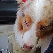 Lewis participe au concours pour gagner de l'argent avec cette photo : australian_shepherd, blue_eye, brown_eye, close_up, couch, cute, dog, ear, face, fluffy, fur, indoor, nose, paw, pet, portrait, red_bow, sitting, tile_floor, whiskers