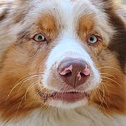 Lewis participe au concours pour gagner de l'argent avec cette photo : aidi, australian_collie, australian_shepherd, canidae, carnivore, companion_dog, dog, dog_breed, fur, mammal, miniature_australian_shepherd, nose, scotch_collie, snout, sporting_group, vertebrate, welsh_sheepdog, whiskers