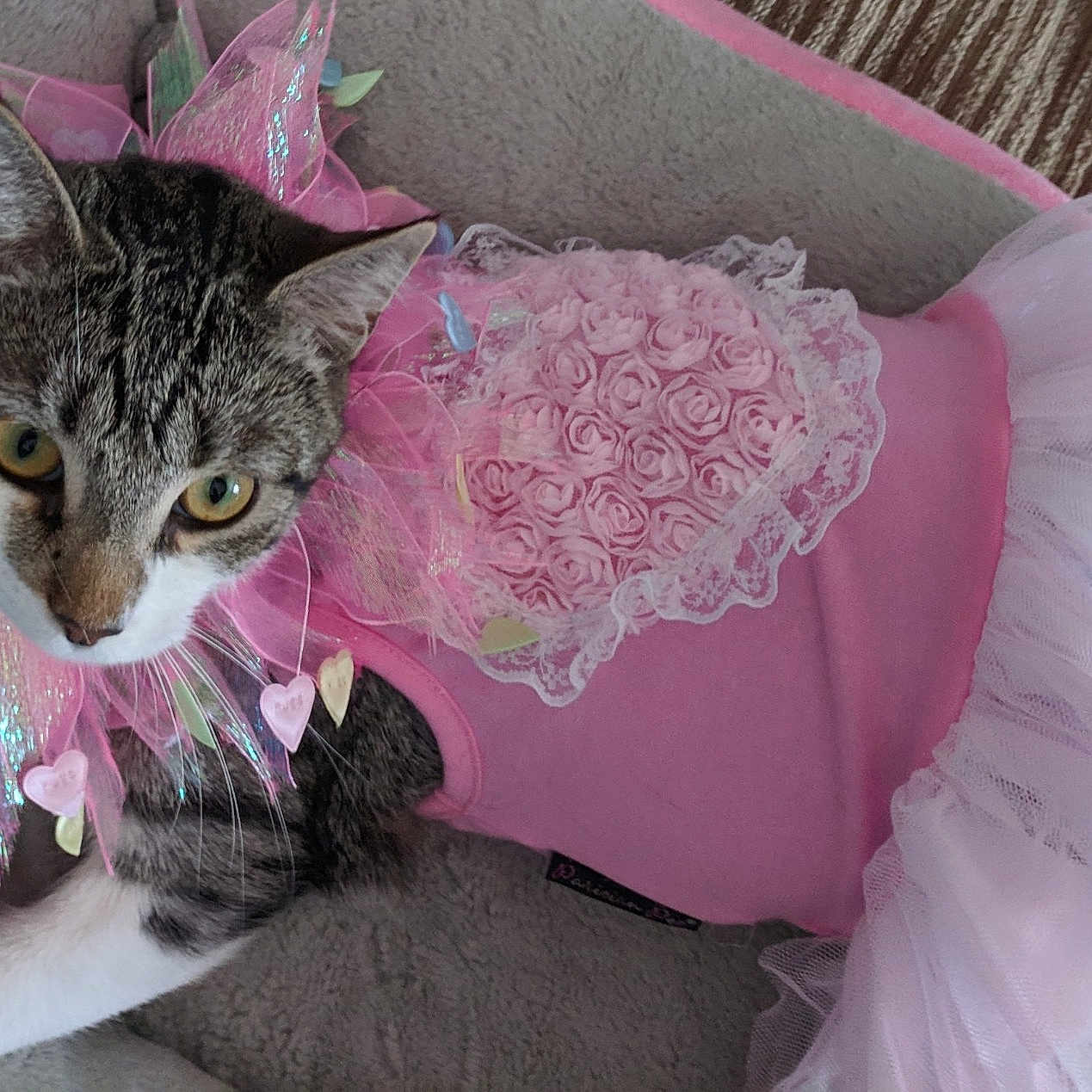 Evie is registered to the contest to win money with this photo: carnivore, cat, felidae, kitten, pink, small_to_medium_sized_cats, whiskers