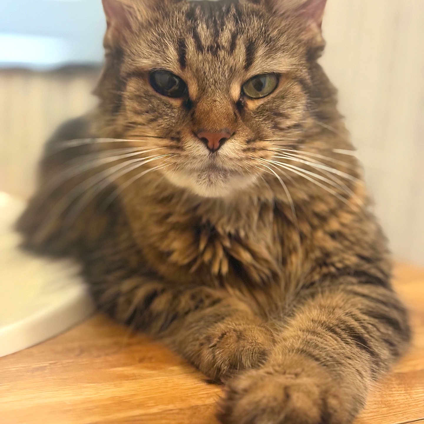 Emma Lynn joined the competition — help win amazing prizes! animal, cat, close_up, cute, domestic_cat, feline, focus, fur, indoor, laying, mammal, paw, pet, portrait, relaxed, soft_light, striped, tabby, whiskers, wooden_surface