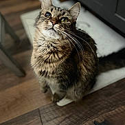Emma Lynn joined the competition — help win amazing prizes! animal, cat, curious, cute, domestic, feline, floor, fur, household, indoors, kitten, looking_up, mat, one_eye_closed, pet, sitting, tabby, tabby_cat, whiskers, wooden_floor