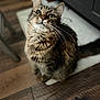 animal, cat, curious, cute, domestic, feline, floor, fur, household, indoors, kitten, looking_up, mat, one_eye_closed, pet, sitting, tabby, tabby_cat, whiskers, wooden_floor