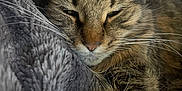 Emma Lynn is registered to the contest to win money with this photo: animal, blanket, cat, closeup, comfort, cozy, cute, domestic_cat, ears, feline, fur, gray, muzzle, pet, relaxing, resting, sleeping, soft, tabby, whiskers