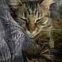 animal, blanket, cat, closeup, comfort, cozy, cute, domestic_cat, ears, feline, fur, gray, muzzle, pet, relaxing, resting, sleeping, soft, tabby, whiskers