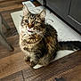 Emma Lynn is registered to the contest to win money with this photo: cat, cozy, cute, domestic_animal, ears, eyes, feline, floor_mat, fur, household, indoor, mischievous, pet, playful, sitting, tabby, tail, tongue_out, whiskers, wooden_floor