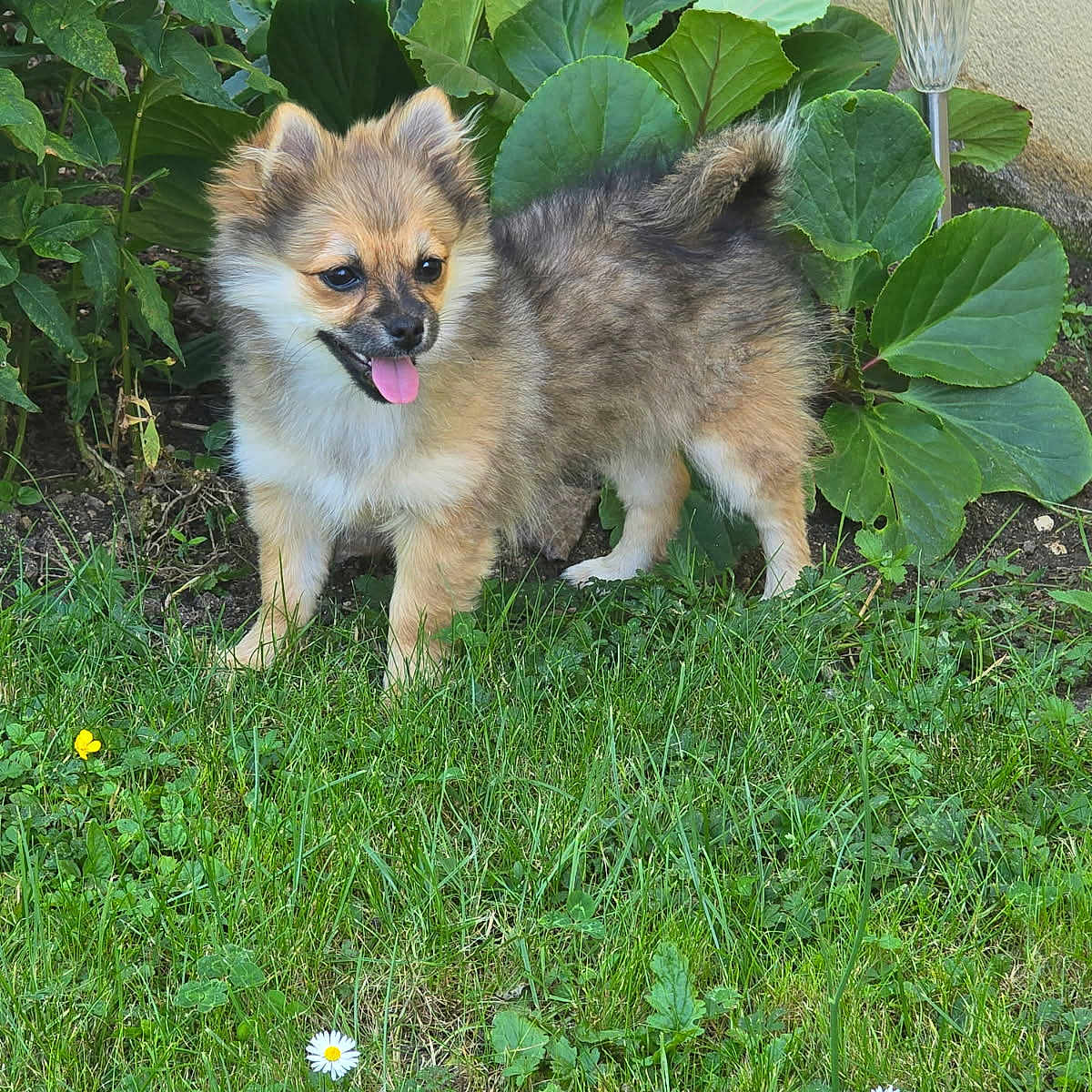 Perle a rejoint le concours — aidez-le/la à gagner de superbes lots ! animal, cute, dog, fluffy, garden, grass, greenery, happy, leafy, nature, outdoor, pet, plants, puppy, small_dog, solar_light, summer, sunlight, tongue_out, yard