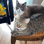 Simba participe au concours pour gagner de l'argent avec cette photo : cat, feline, chair, wooden_chair, indoor, flooring, curtain, clothing, sweatshirt, pikachu, pet, domestic_animal, two_cats, striped_cat, gray_cat, relaxed, seated, close_up, natural_light, wood_floor