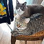 cat, feline, chair, wooden_chair, indoor, flooring, curtain, clothing, sweatshirt, pikachu, pet, domestic_animal, two_cats, striped_cat, gray_cat, relaxed, seated, close_up, natural_light, wood_floor