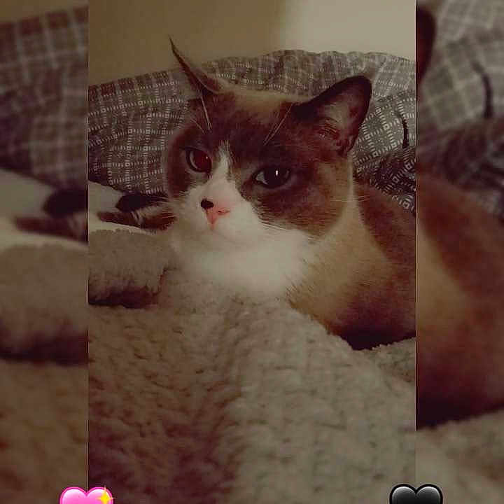 Simba a rejoint le concours — aidez-le/la à gagner de superbes lots ! animal, blanket, brown, cat, comfort, cozy, cute, ears, face, feline, heart_emoji, indoor, knitted, nose, pet, relaxation, resting, soft, whiskers, white