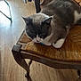 cat, gray_cat, white_cat, blue_eyes, chair, wooden_chair, woven_chair, indoor, wood_floor, pet, animal, feline, resting, home, cozy, natural_light, furniture, domestic_cat, cute, looking_down
