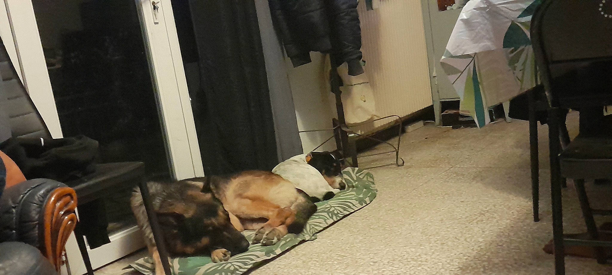 Floky a rejoint le concours — aidez-le/la à gagner de superbes lots ! carnivore, chair, comfort, companion_dog, dog, dog_breed, event, fawn, floor, flooring, fur, guard_dog, hardwood, human_leg, linens, room, snout, tail, wood, working_animal