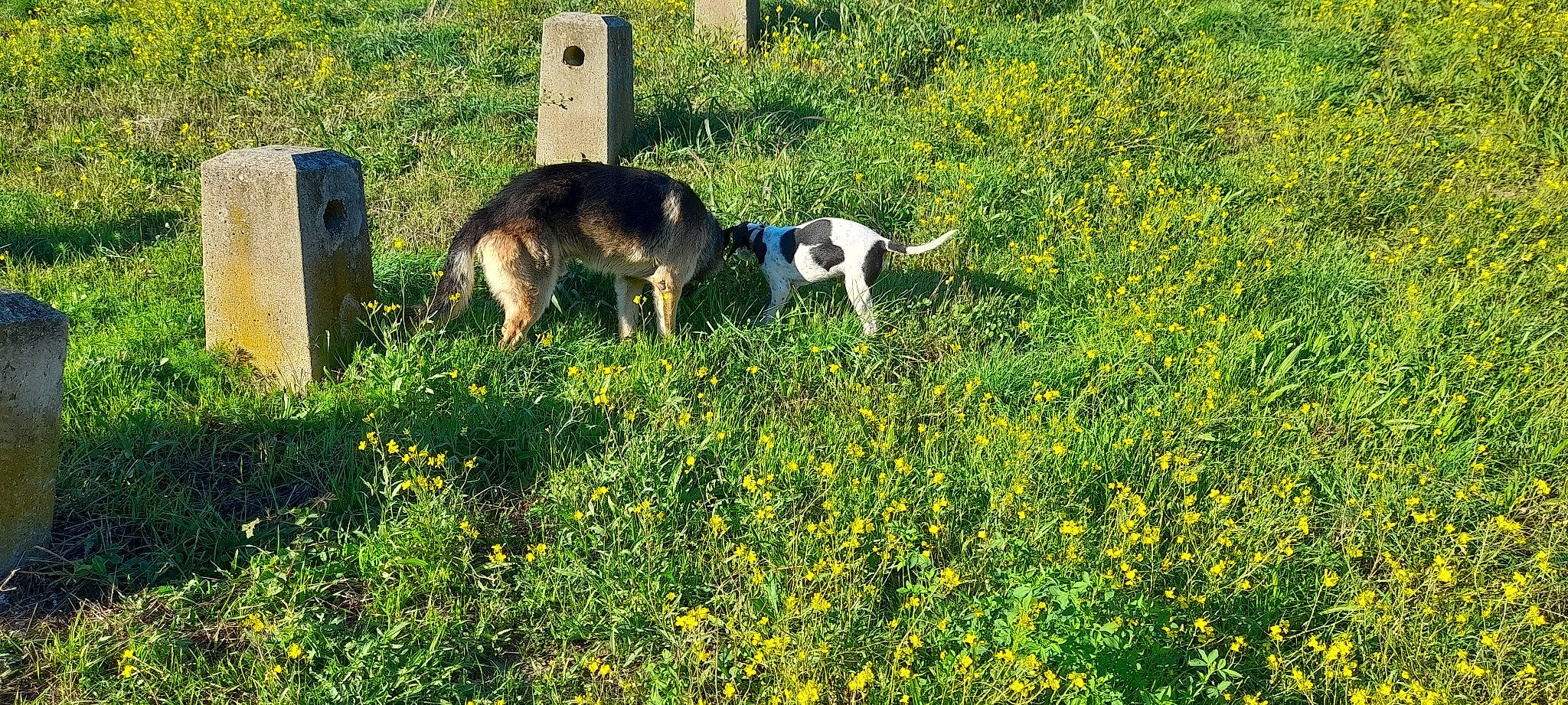 Floky a rejoint le concours — aidez-le/la à gagner de superbes lots ! carnivore, cemetery, dog, dog_breed, field, flower, grass, grassland, grave, grazing, groundcover, landscape, meadow, natural_landscape, pasture, plant, prairie, shrub, tail, terrestrial_animal
