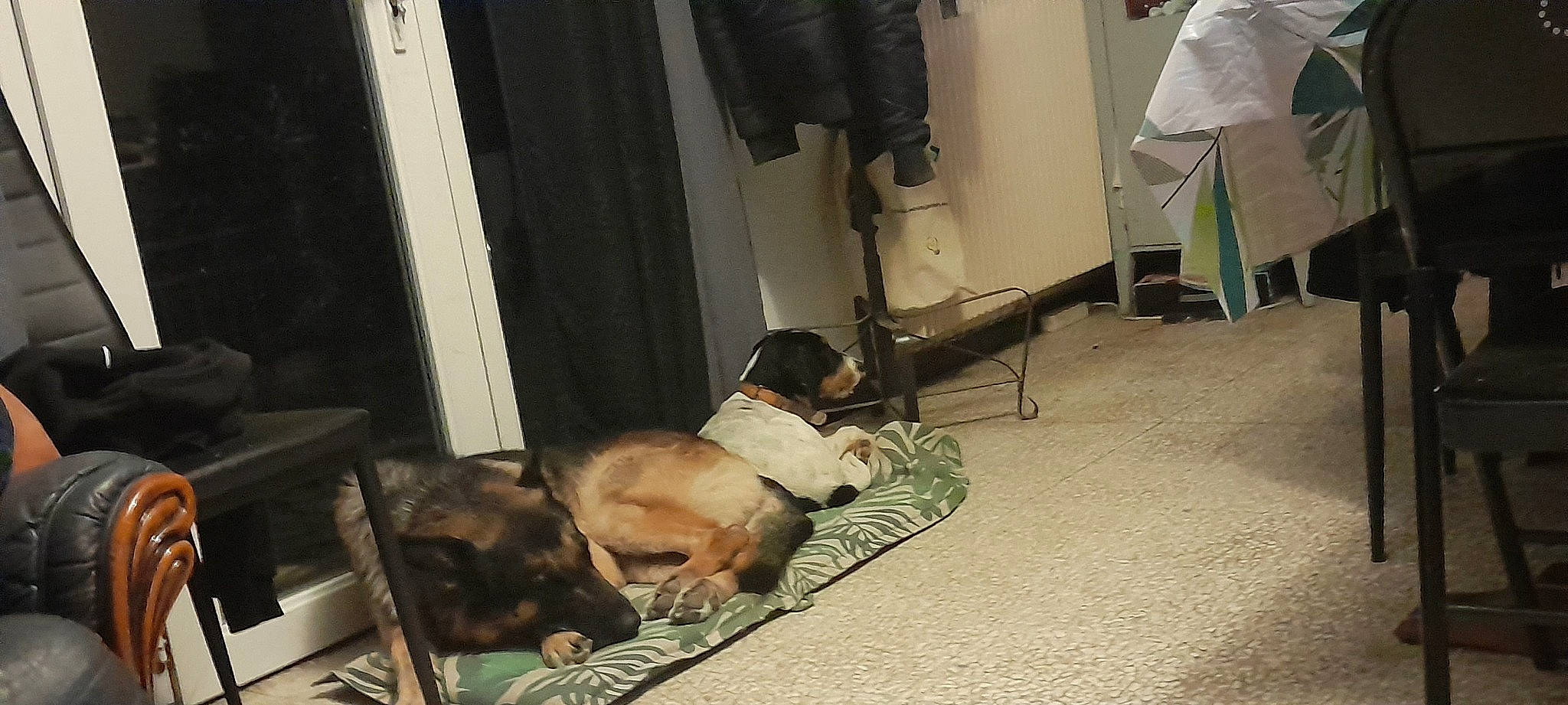 Floky a rejoint le concours — aidez-le/la à gagner de superbes lots ! backpack, carnivore, chair, comfort, companion_dog, curtain, dog, dog_breed, door, event, fawn, floor, flooring, hardwood, human_leg, luggage_and_bags, room, snout, toy_dog, working_animal