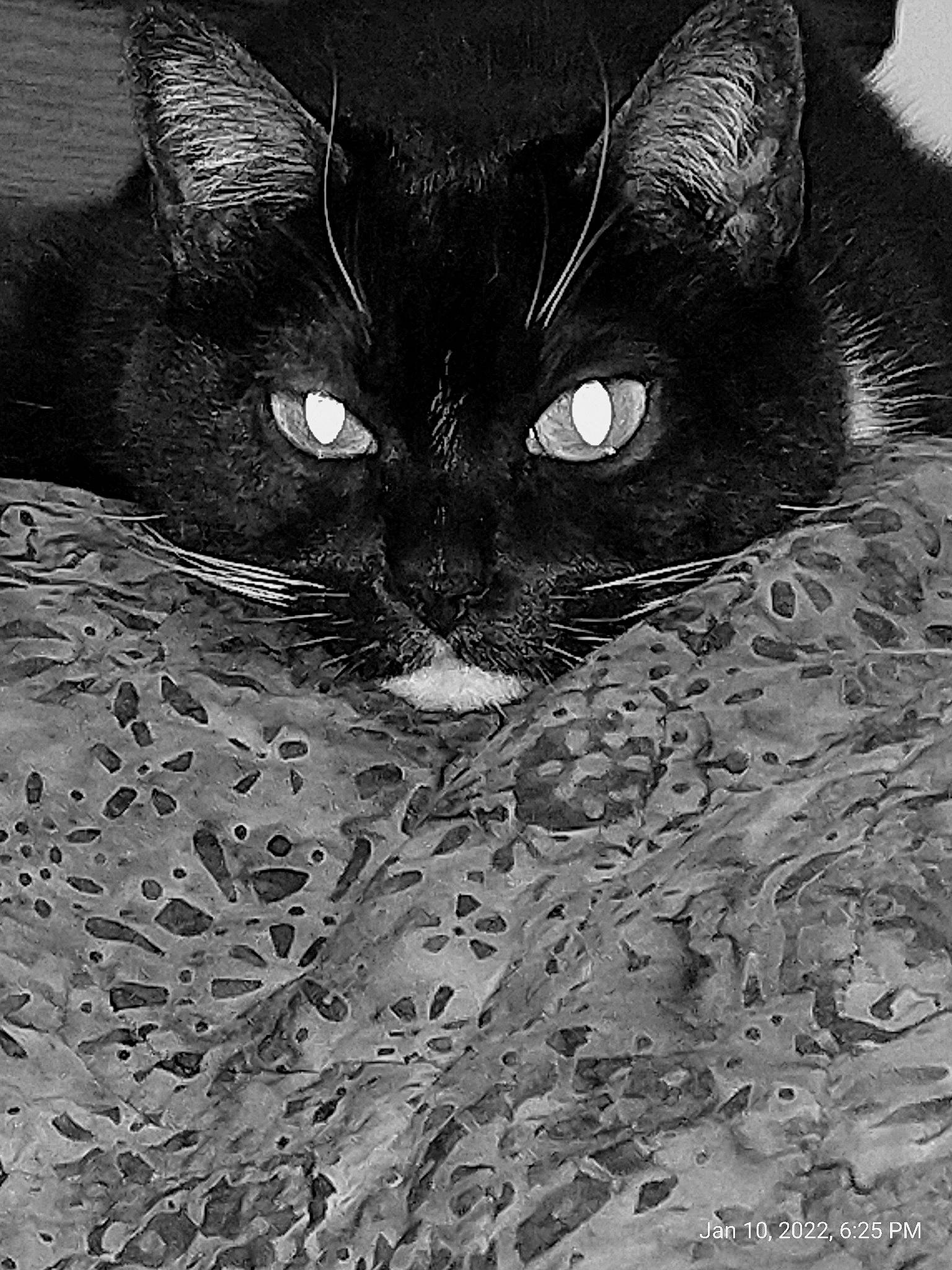 Vera is registered to the contest to win money with this photo: black_and_white, black_cat, carnivore, cat, close_up, domestic_short_haired_cat, felidae, fur, illustration, iris, monochrome, monochrome_photography, organism, pattern, small_to_medium_sized_cats, snout, style, terrestrial_animal, whiskers, wildlife