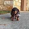 puppy, dog, dachshund, scarf, concrete, sidewalk, stone_wall, grass, outdoor, pet, small_dog, animal, cute, floppy_ears, walking, young_dog, curious, brown, black, adorable