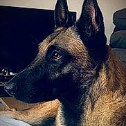 Ully participe au concours pour gagner de l'argent avec cette photo : dog, portrait, indoor, close_up, ears, fur, living_room, sofa, thoughtful, alert, brown, black, pet, animal, canine, side_view, relaxed, domestic, furniture, cozy