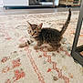 kitten, cat, tabby, curious, indoor, carpet, living_room, furniture, floor, pet, cute, animal, small, young, fur, whiskers, eyes, tail, playful, home