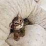 Penny joined the competition — help win amazing prizes! kitten, cat, tabby, pet, animal, cute, cozy, blanket, soft, fur, whiskers, paws, indoor, resting, nest, comfort, sleepy, curious, young, closeup