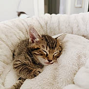 Penny joined the competition — help win amazing prizes! kitten, sleeping, tabby, cat, fluffy, blanket, cozy, indoor, cute, fur, pet, animal, resting, soft, closeup, comfort, domestic, feline, young, peaceful