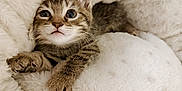 Penny joined the competition — help win amazing prizes! kitten, tabby, cat, fur, cute, pet, animal, whiskers, claws, blanket, cozy, soft, resting, indoor, young, small, curious, closeup, sleepy, comfort