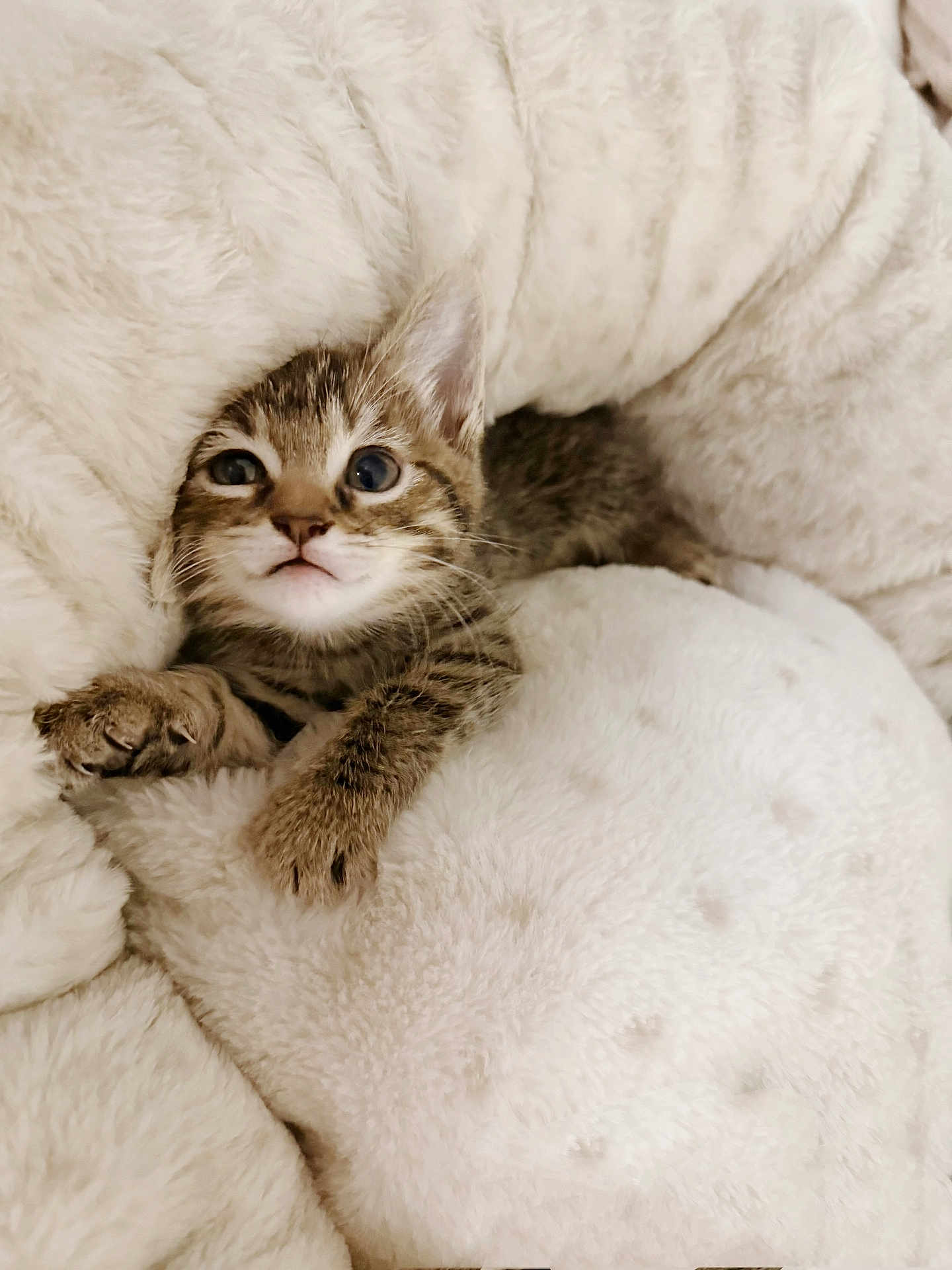 Penny