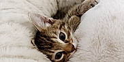 Penny joined the competition — help win amazing prizes! animal, blanket, cat, closeup, comfort, cozy, cute, fur, indoor, kitten, nest, pet, relaxing, resting, sleepy, small, soft, tabby, warm, whiskers
