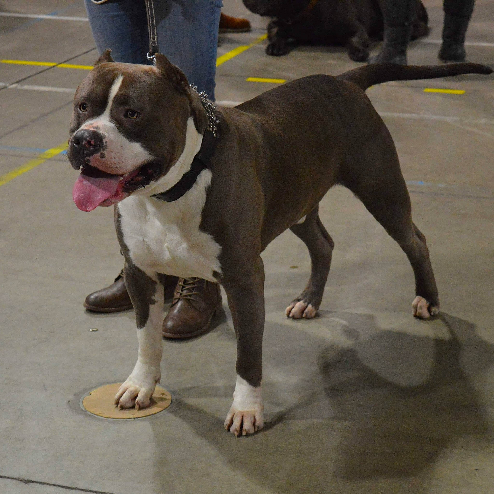 Alpha participe au concours pour gagner de l'argent avec cette photo : american_bulldog, american_pit_bull_terrier, american_staffordshire_terrier, bulldog, canidae, carnivore, companion_dog, conformation_show, dog, dog_breed, fawn, mammal, non_sporting_group, olde_english_bulldogge, pit_bull, rare_breed_dog, snout, sporting_group, staffordshire_bull_terrier, vertebrate