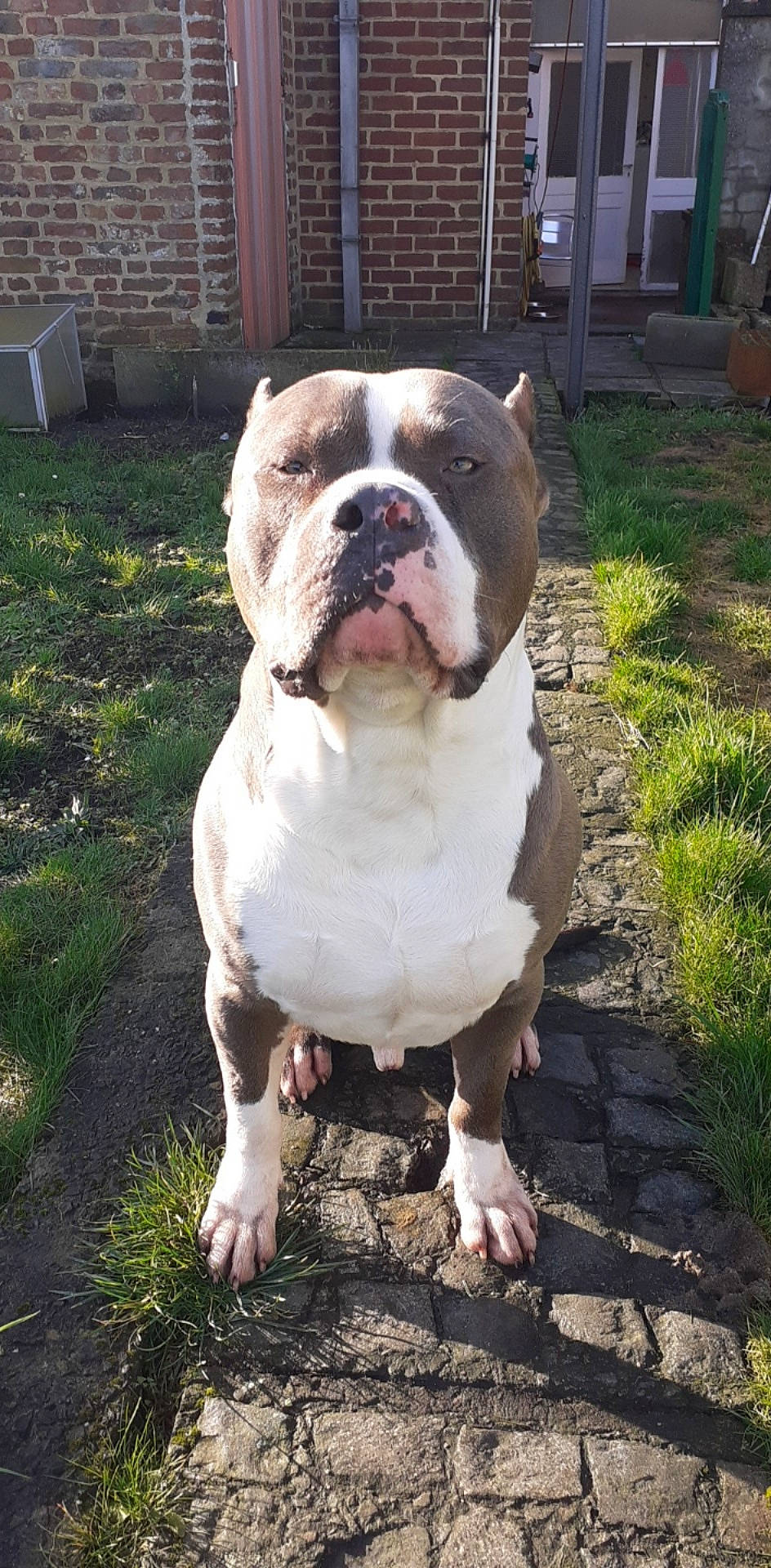 Alpha participe au concours pour gagner de l'argent avec cette photo : american_bulldog, american_pit_bull_terrier, australian_bulldog, bulldog, canidae, carnivore, dog, dog_breed, dorset_olde_tyme_bulldogge, mammal, non_sporting_group, old_english_bulldog, olde_english_bulldogge, pit_bull, rare_breed_dog, renascence_bulldogge, snout, toy_bulldog, valley_bulldog, vertebrate