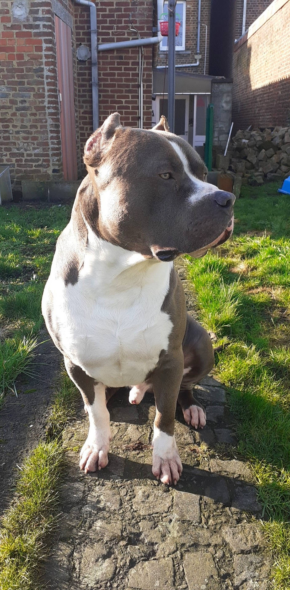 Alpha a rejoint le concours — aidez-le/la à gagner de superbes lots ! american_bulldog, american_pit_bull_terrier, american_staffordshire_terrier, bandog, bull_and_terrier, bully_kutta, canidae, carnivore, dog, dog_breed, dorset_olde_tyme_bulldogge, fawn, mammal, non_sporting_group, pit_bull, rare_breed_dog, snout, staffordshire_bull_terrier, terrier, vertebrate