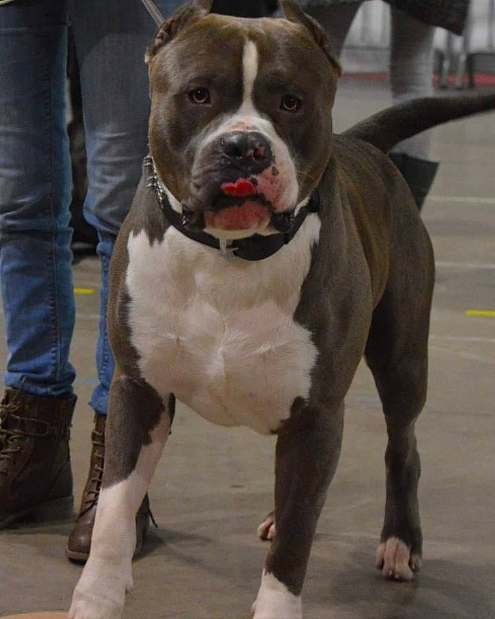 Alpha participe au concours pour gagner de l'argent avec cette photo : canidae, carnivore, collar, companion_dog, dog, dog_breed, dog_collar, fawn, fur, hunting_dog, leash, leg, molosser, non_sporting_group, paw, snout, sporting_group, window, working_animal, working_dog