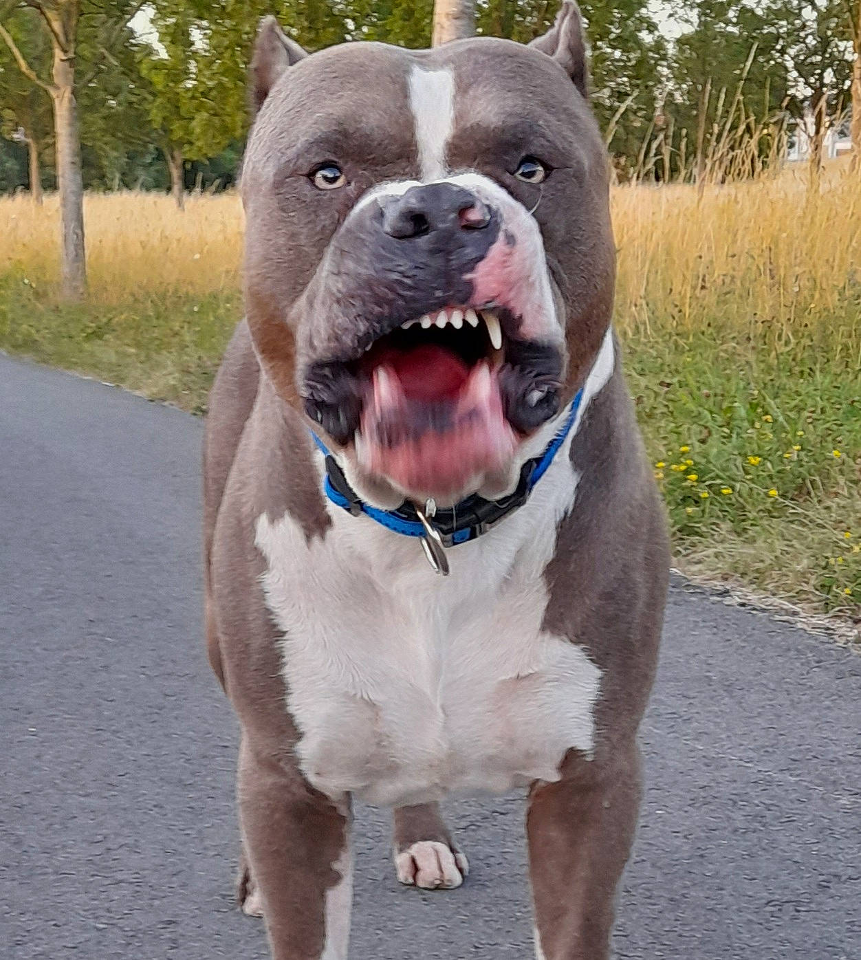 Alpha a rejoint le concours — aidez-le/la à gagner de superbes lots ! canidae, carnivore, collar, companion_dog, dog, dog_breed, dog_collar, electric_blue, fashion_accessory, fawn, grass, leash, pet_supply, plant, road_surface, sporting_group, tail, tree, working_animal, working_dog