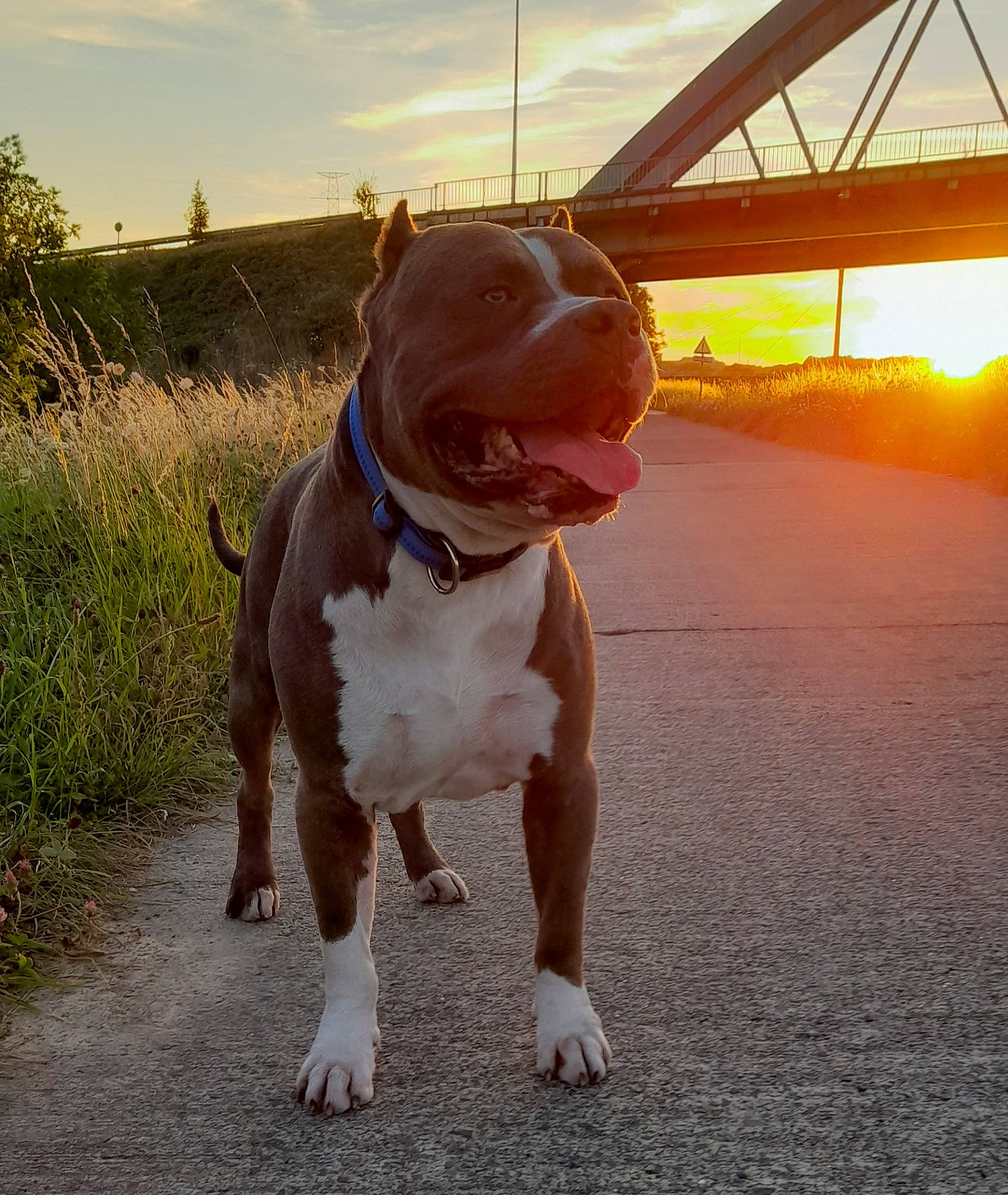 Alpha a rejoint le concours — aidez-le/la à gagner de superbes lots ! bulldog, canidae, carnivore, cloud, collar, companion_dog, dog, dog_breed, dog_collar, fawn, landscape, leash, light, liver, plant, road_surface, sky, snout, sporting_group, tail