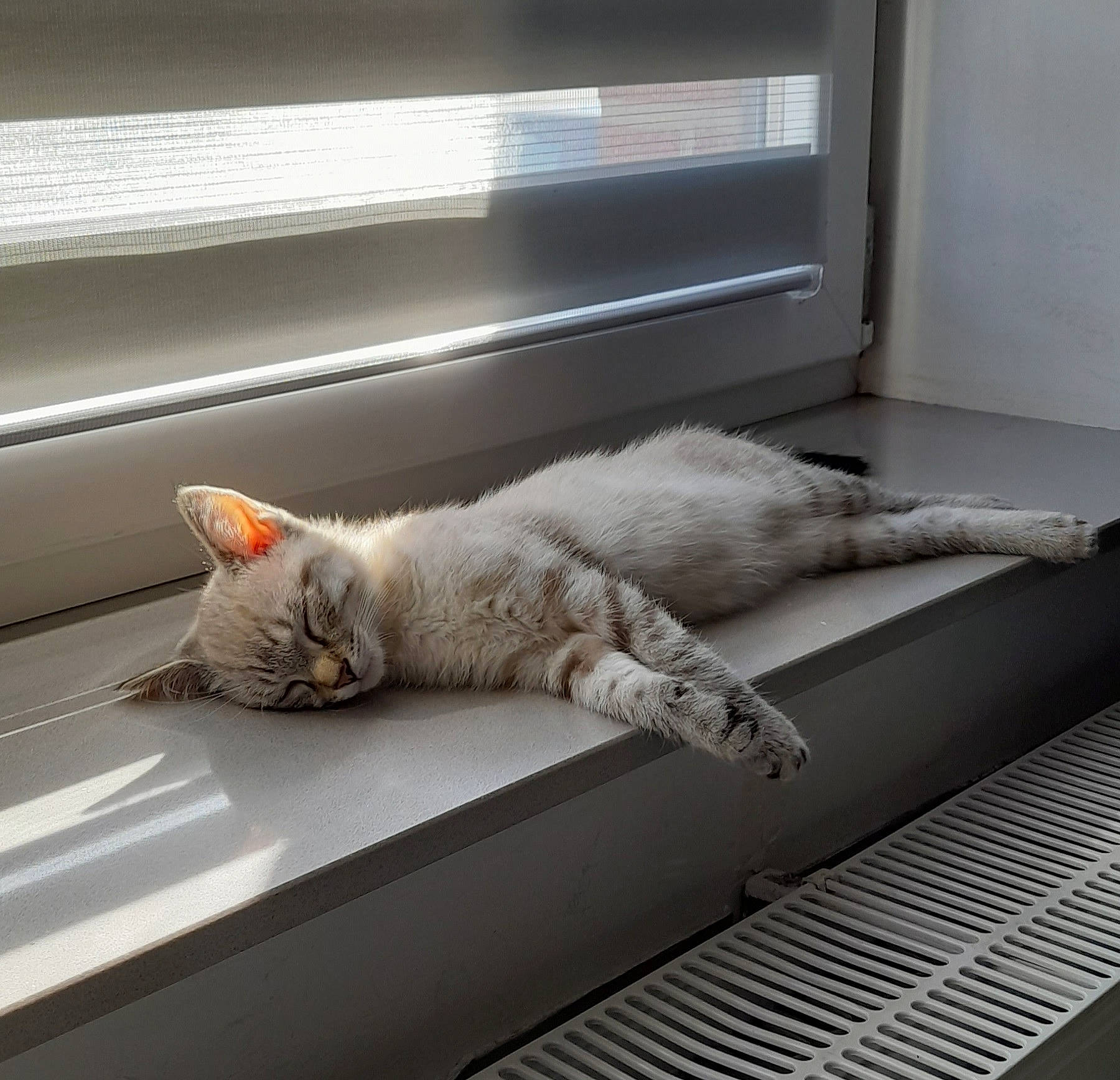 Salem a rejoint le concours — aidez-le/la à gagner de superbes lots ! carnivore, cat, comfort, couch, domestic_short_haired_cat, felidae, flooring, fur, grey, linens, nap, paw, rectangle, room, small_to_medium_sized_cats, tail, whiskers, window, window_blind, wood