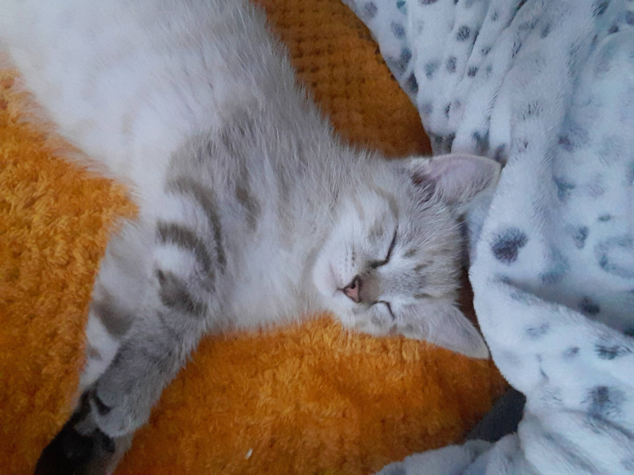 Salem a rejoint le concours — aidez-le/la à gagner de superbes lots ! carnivore, cat, cat_bed, cat_supply, claw, comfort, domestic_short_haired_cat, fawn, felidae, fur, linens, mammal, paw, small_to_medium_sized_cats, snout, tail, textile, vertebrate, whiskers, wood