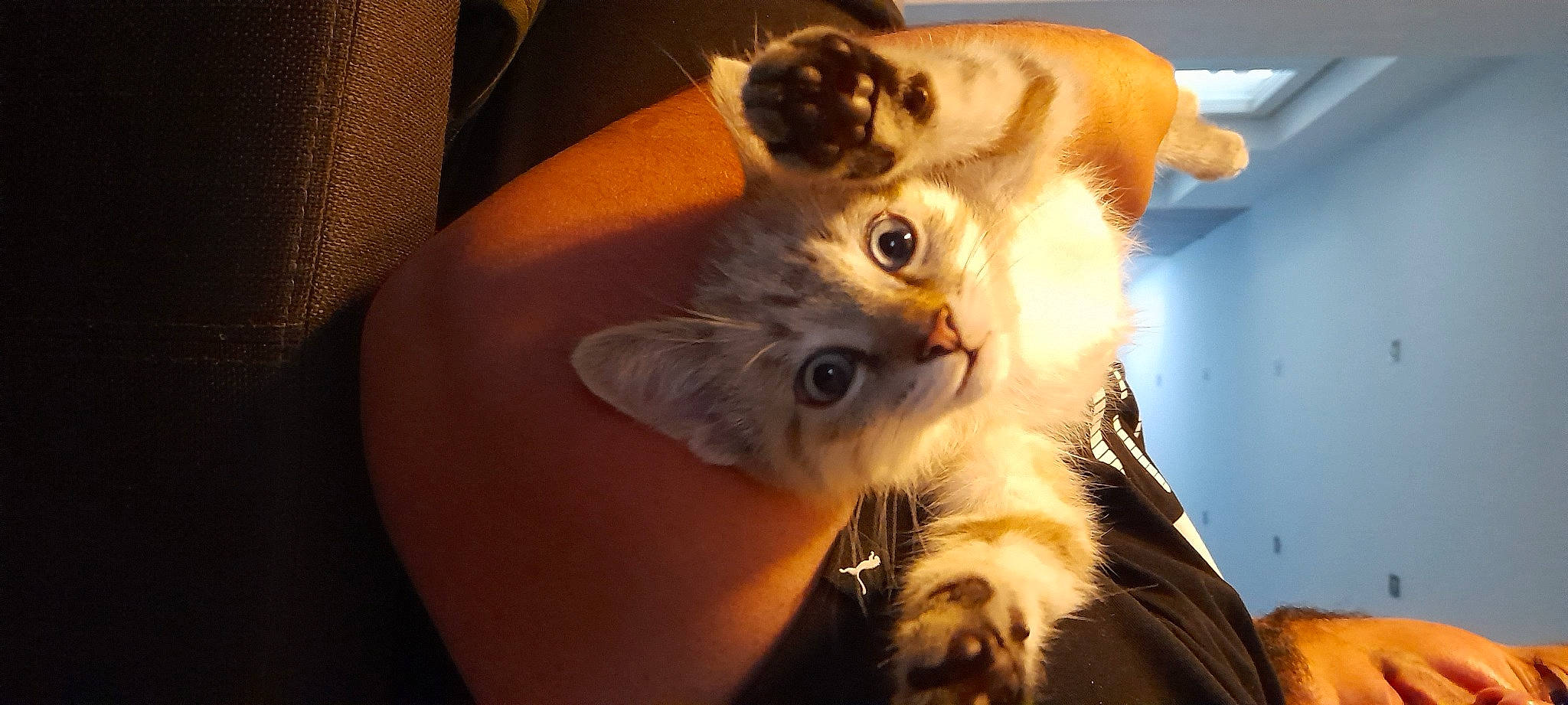 Salem participe au concours pour gagner de l'argent avec cette photo : balinese, carnivore, cat, claw, comfort, companion_dog, couch, domestic_short_haired_cat, ear, fawn, felidae, fur, paw, small_to_medium_sized_cats, snout, tail, whiskers