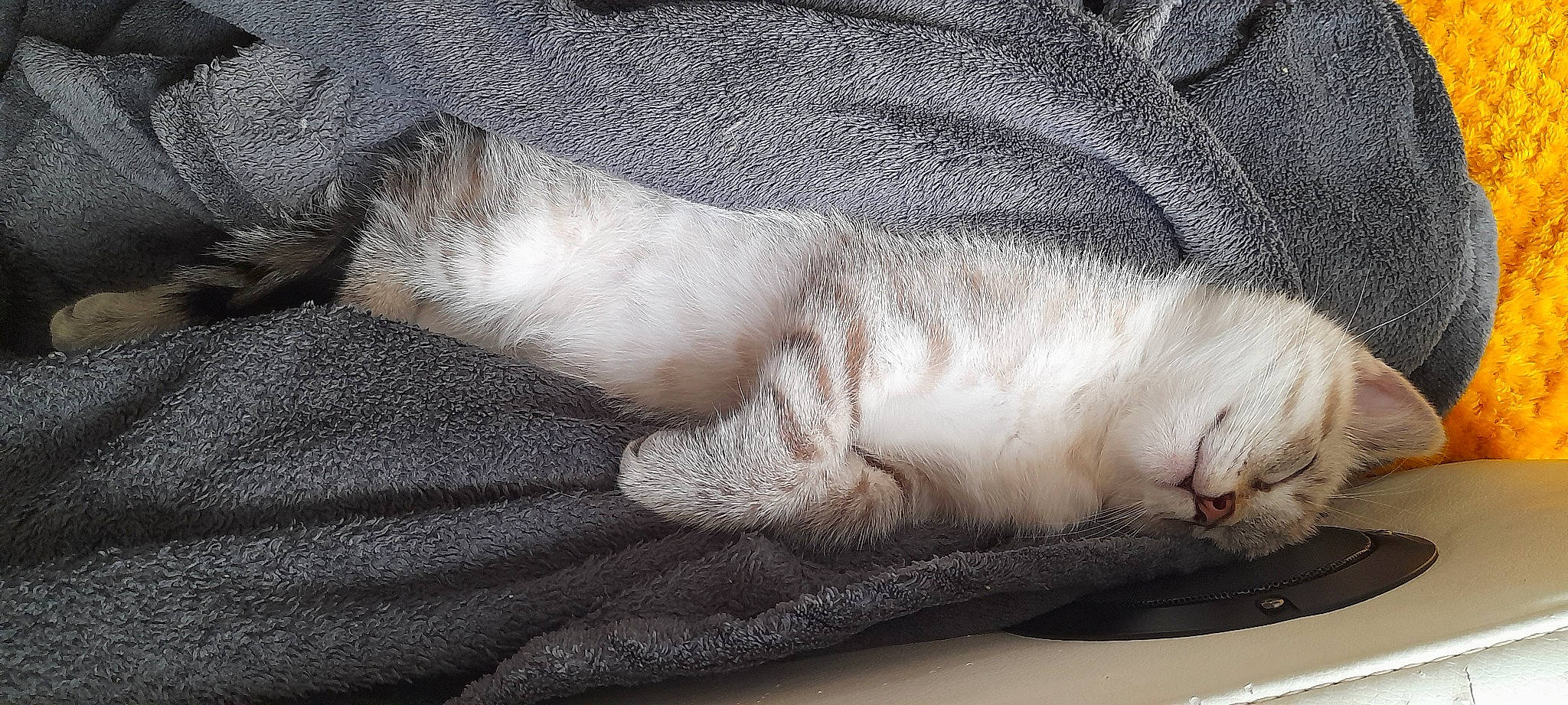 Salem a rejoint le concours — aidez-le/la à gagner de superbes lots ! carnivore, cat, claw, comfort, domestic_short_haired_cat, felidae, foot, fur, gesture, grey, human_leg, nap, paw, sleep, small_to_medium_sized_cats, snout, tail, terrestrial_animal, toe, whiskers