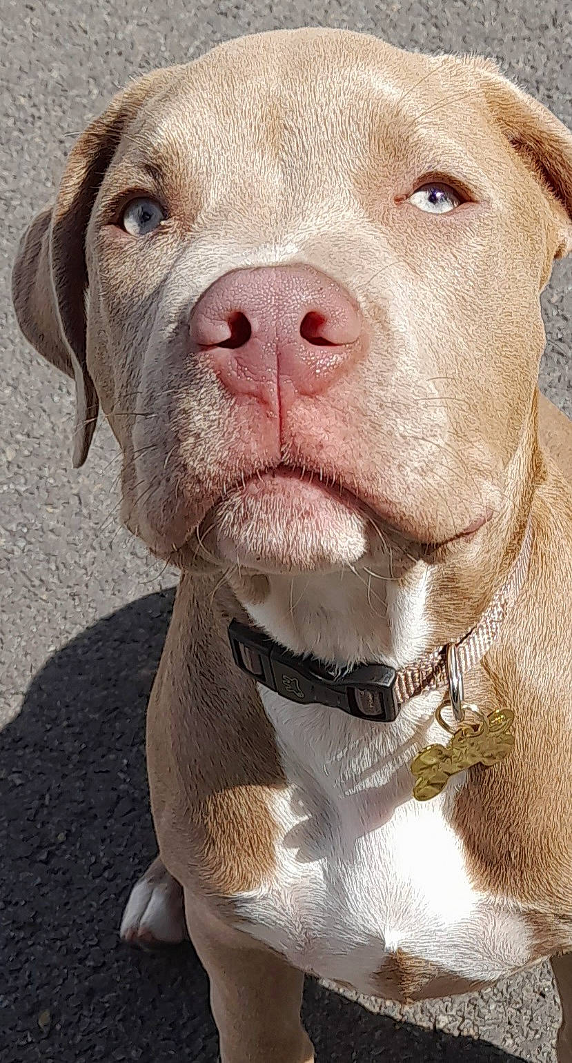 Hades participe au concours pour gagner de l'argent avec cette photo : canidae, carnivore, close_up, collar, companion_dog, dog, dog_breed, dog_collar, fawn, fur, liver, molosser, non_sporting_group, photography, snout, sporting_group, terrestrial_animal, whiskers, working_animal, wrinkle