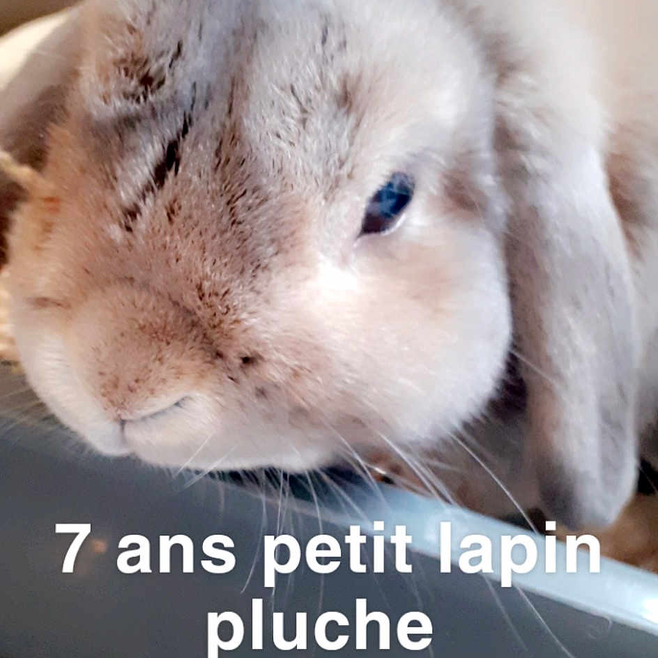 Pluche a rejoint le concours — aidez-le/la à gagner de superbes lots ! domestic_rabbit, ear, fawn, hare, nose, photo_caption, rabbit, rabbits_and_hares, snout, whiskers