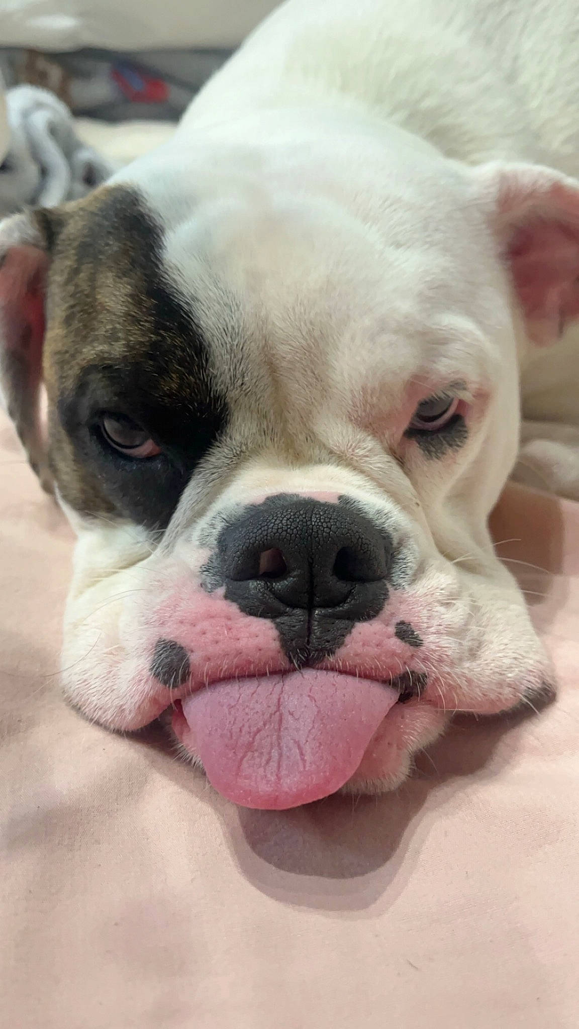 Chai is registered to the contest to win money with this photo: bulldog, canidae, carnivore, close_up, companion_dog, dog, dog_breed, ear, eye, fang, fawn, fur, non_sporting_group, snout, sporting_group, terrestrial_animal, toy_dog, whiskers, working_animal, wrinkle