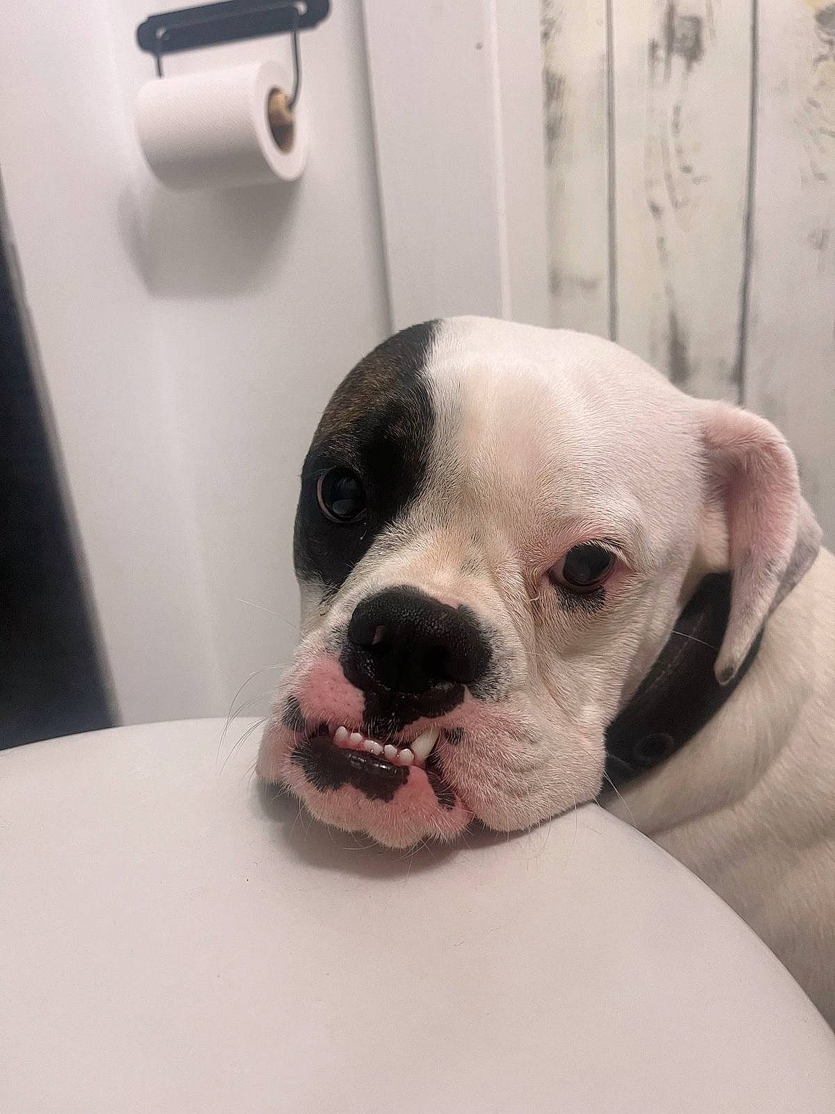 Chai joined the competition — help win amazing prizes! canidae, carnivore, collar, comfort, companion_dog, dog, dog_breed, dog_supply, door_handle, ear, eye, fawn, handle, paw, pet_supply, puppy_love, sporting_group, toy_dog, whiskers, working_animal