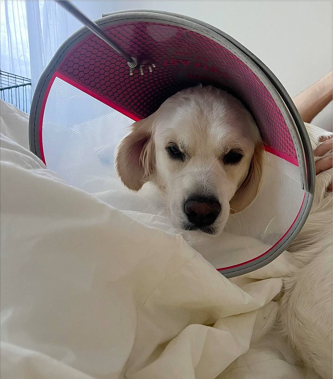 Lovelynn is registered to the contest to win money with this photo: canidae, carnivore, collar, comfort, companion_dog, dog, dog_breed, dog_collar, dog_supply, eyewear, fawn, fur, hat, labrador_retriever, metal, paw, pet_supply, puppy_love, retriever, working_animal