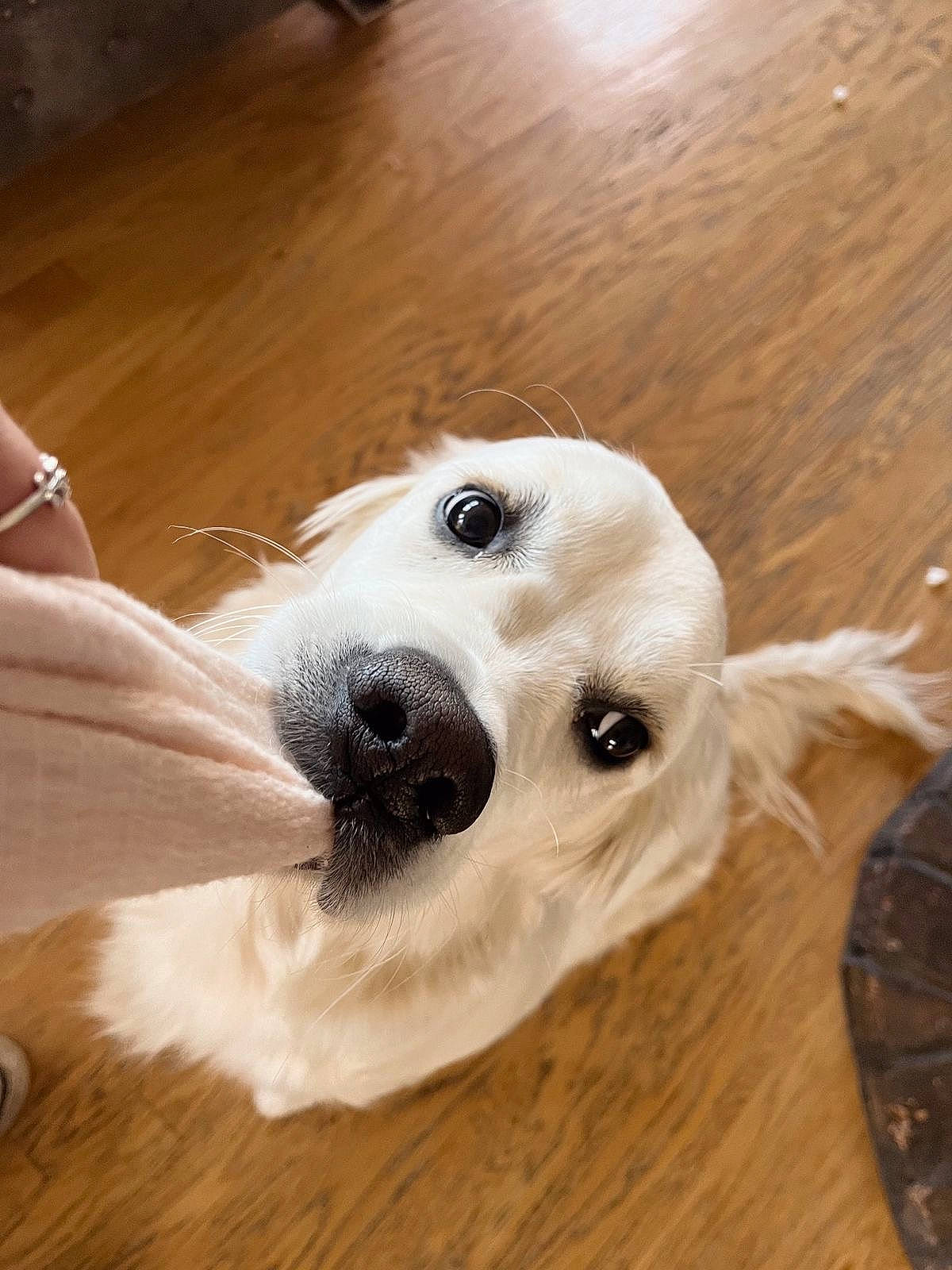 Lovelynn is registered to the contest to win money with this photo: canidae, carnivore, companion_dog, dog, dog_breed, fawn, floor, flooring, fur, hardwood, pet_supply, selfie, snout, sporting_group, varnish, whiskers, wood, wood_flooring, wood_stain, working_animal