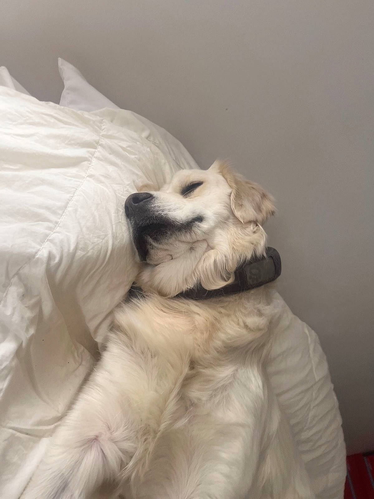 Lovelynn joined the competition — help win amazing prizes! art, canidae, carnivore, comfort, companion_dog, dog, dog_breed, fawn, fur, linens, natural_material, paw, snout, sporting_group, volpino_italiano, whiskers, working_animal